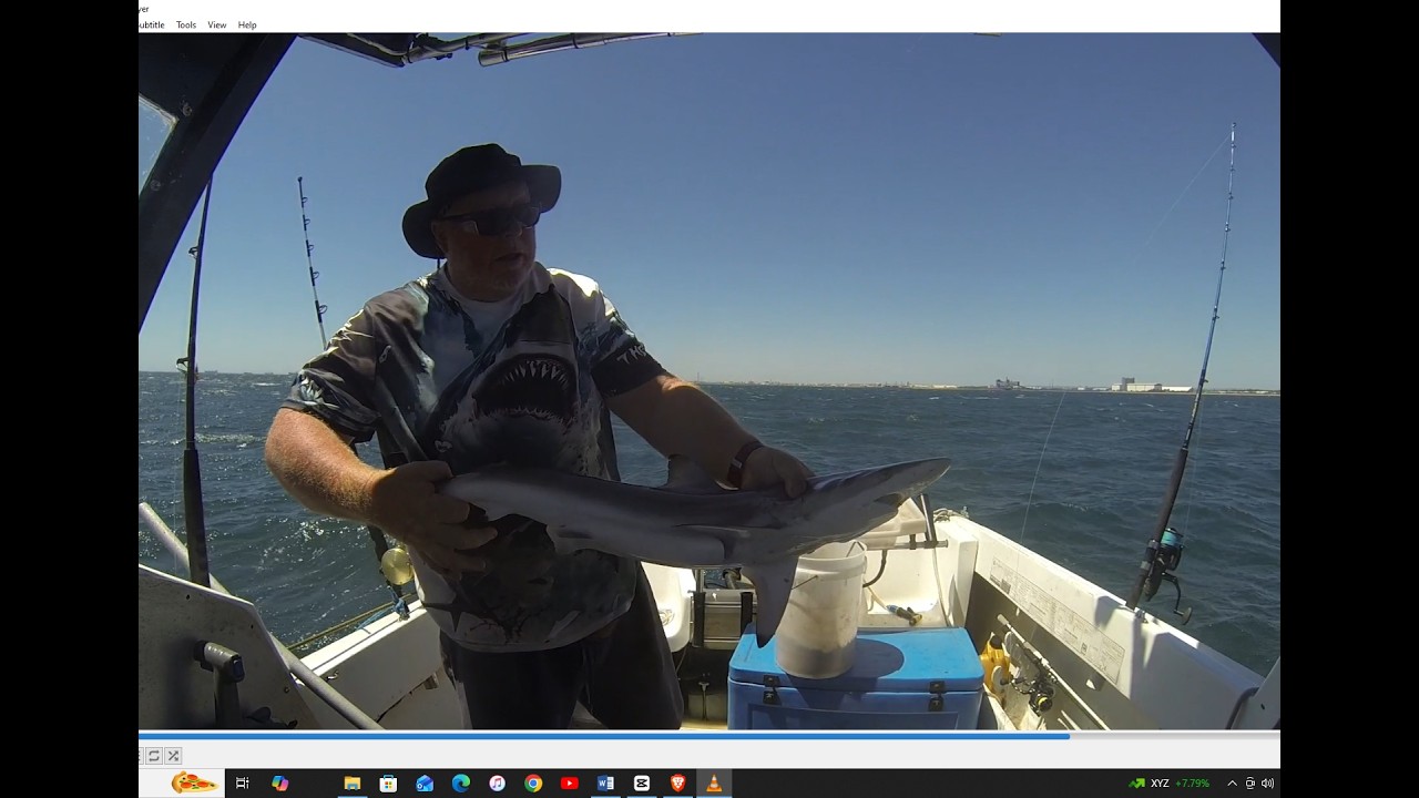 Only one Shark