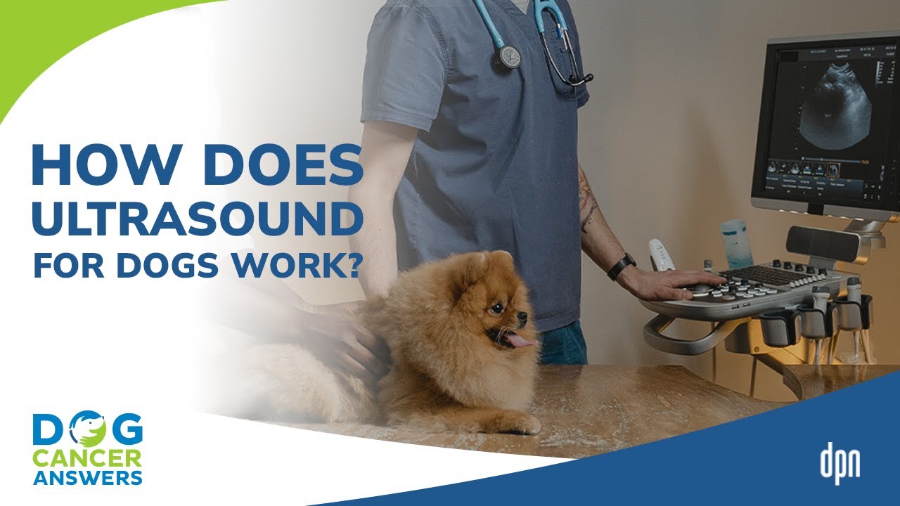 How Does Ultrasound for Dogs Work? | Dr. Adrienne Anderson