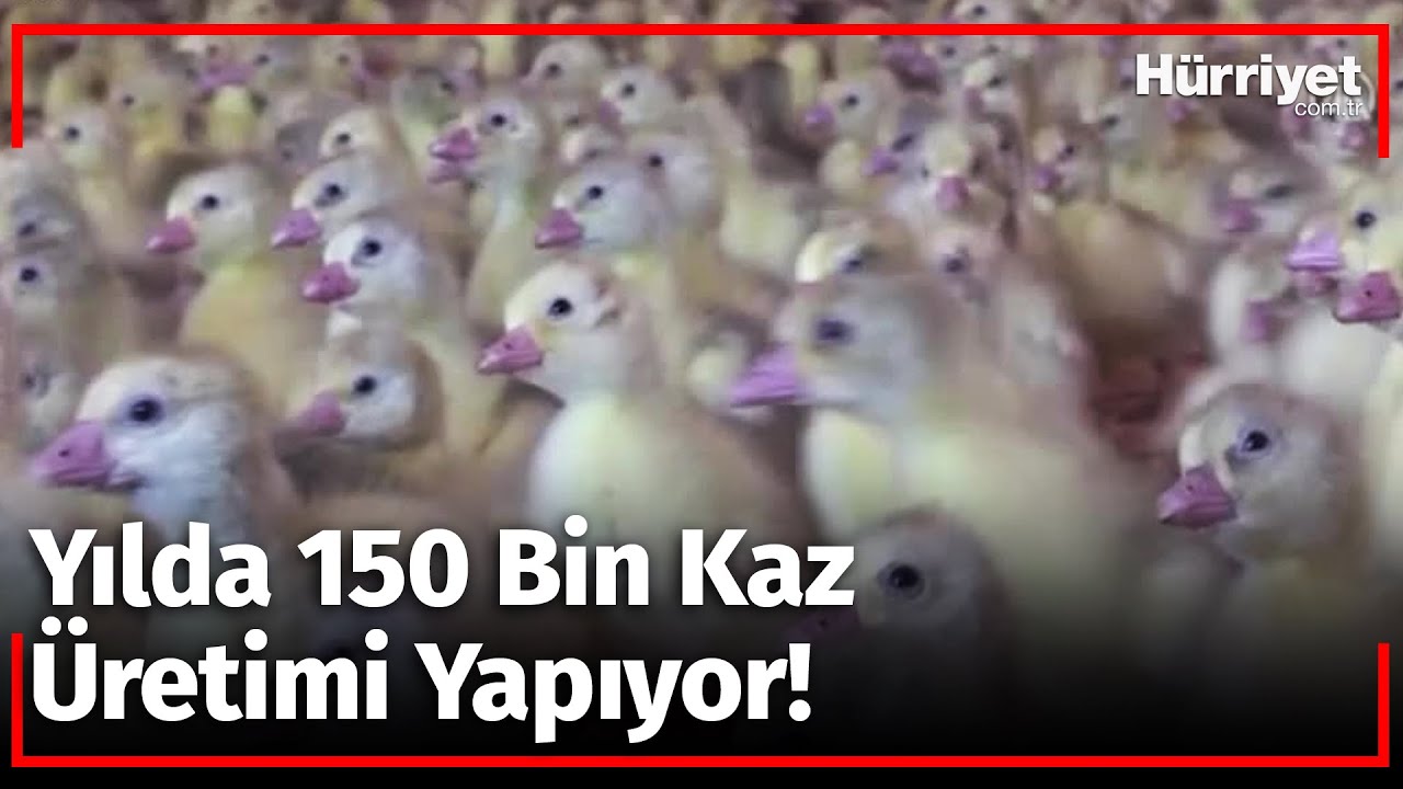 Devlet Desteğiyle Kaz Üretimini 4 Yılda 100 Kat Arttırdı!