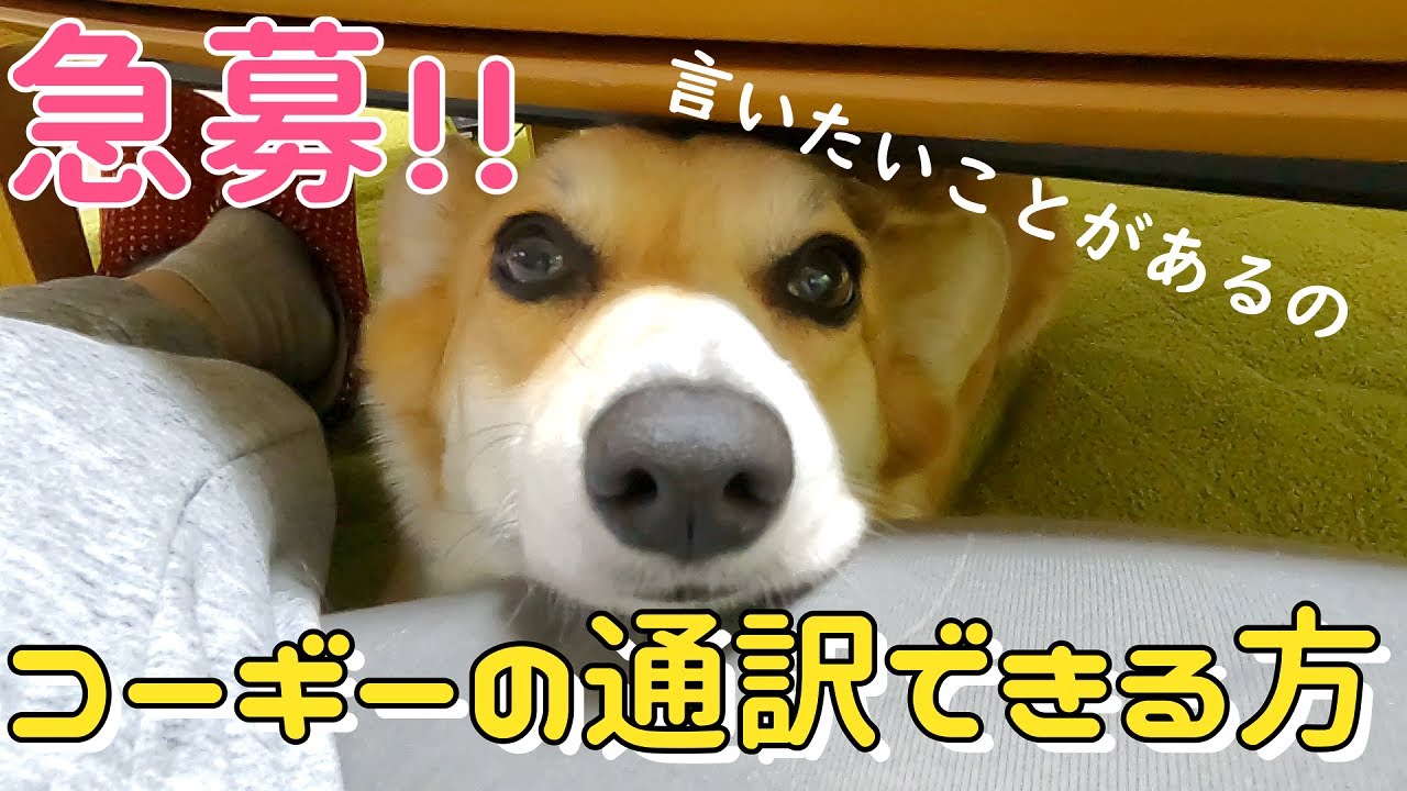 飼い主に向かって文句が止まらないコーギー！こんなに不満そうなの初めて。何が言いたいのかわかる方いませんか？
