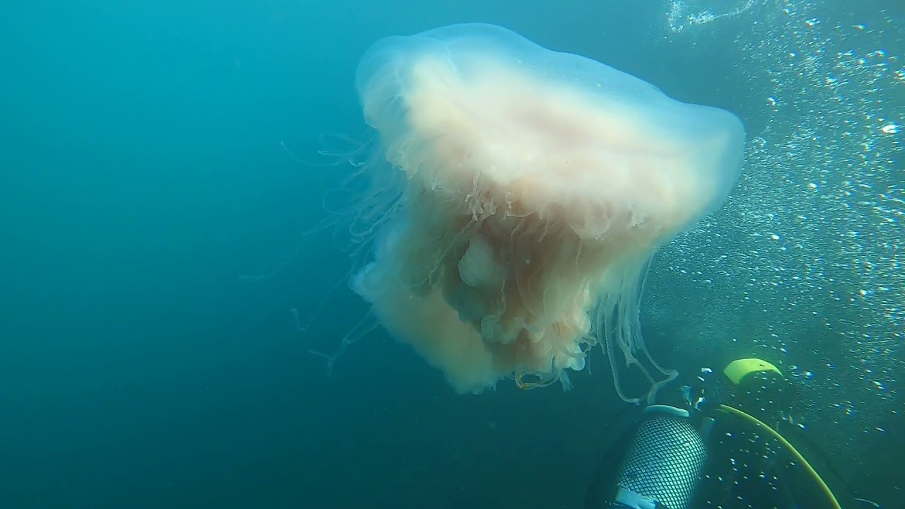 Gibraltar 2021 - Cauliflower Jellyfish - Rosia Bay