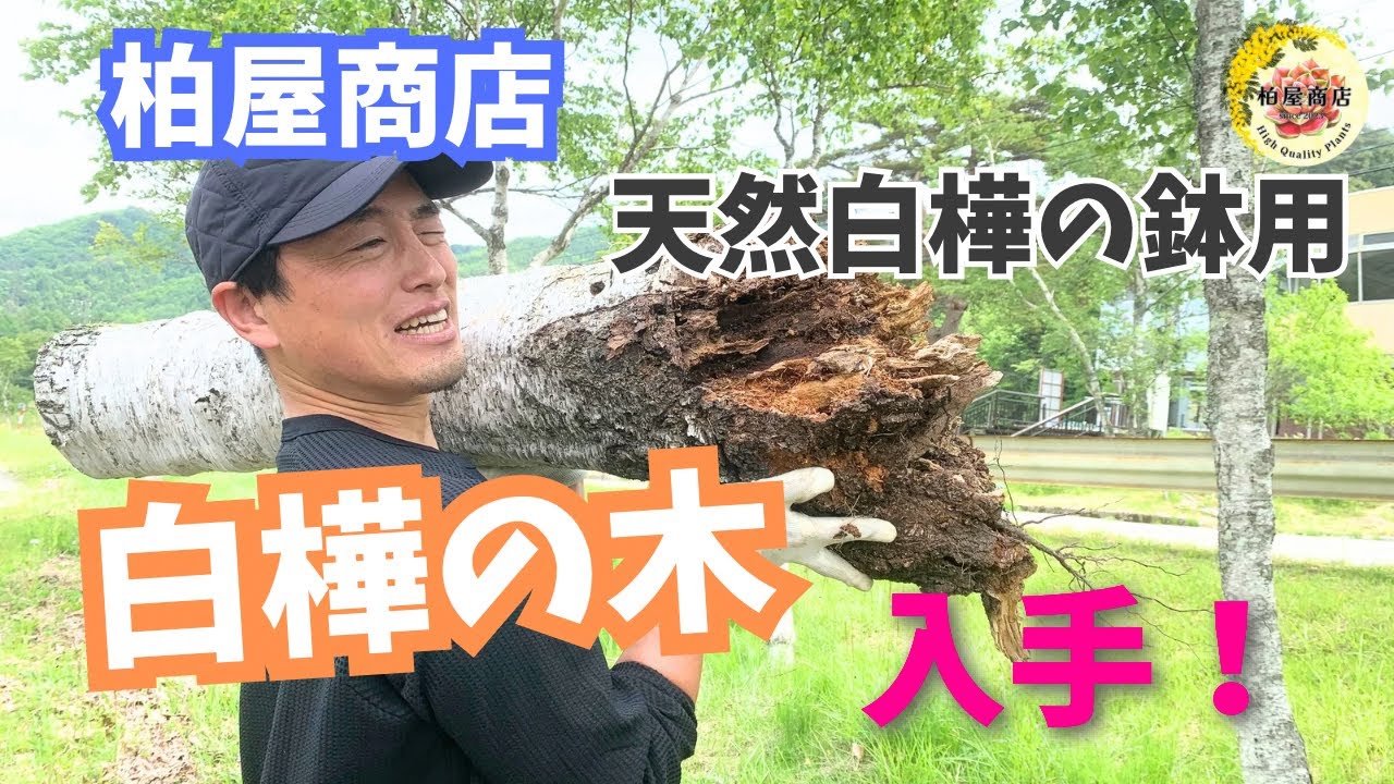 柏屋商店の白樺の鉢！材料はここにあったのだ！見つけた白樺の木！【ガーデニング】【多肉植物】