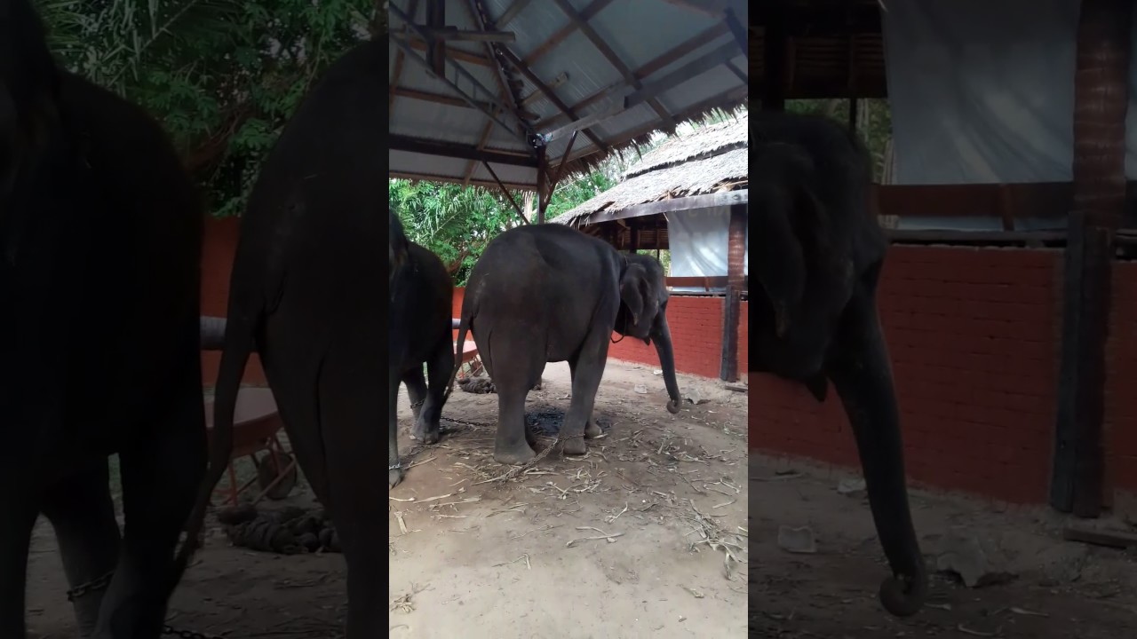 #SaveElephant Elephant in Distress