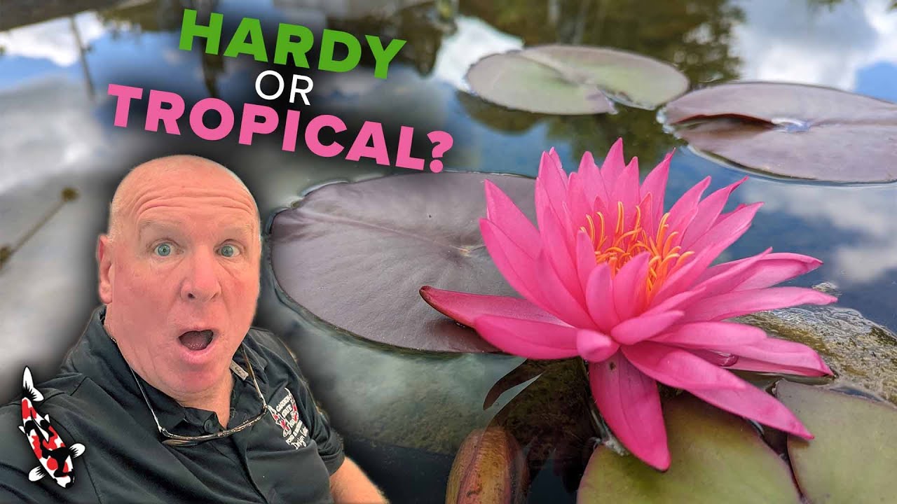 Hardy vs Tropical Lilies: What's the Difference?