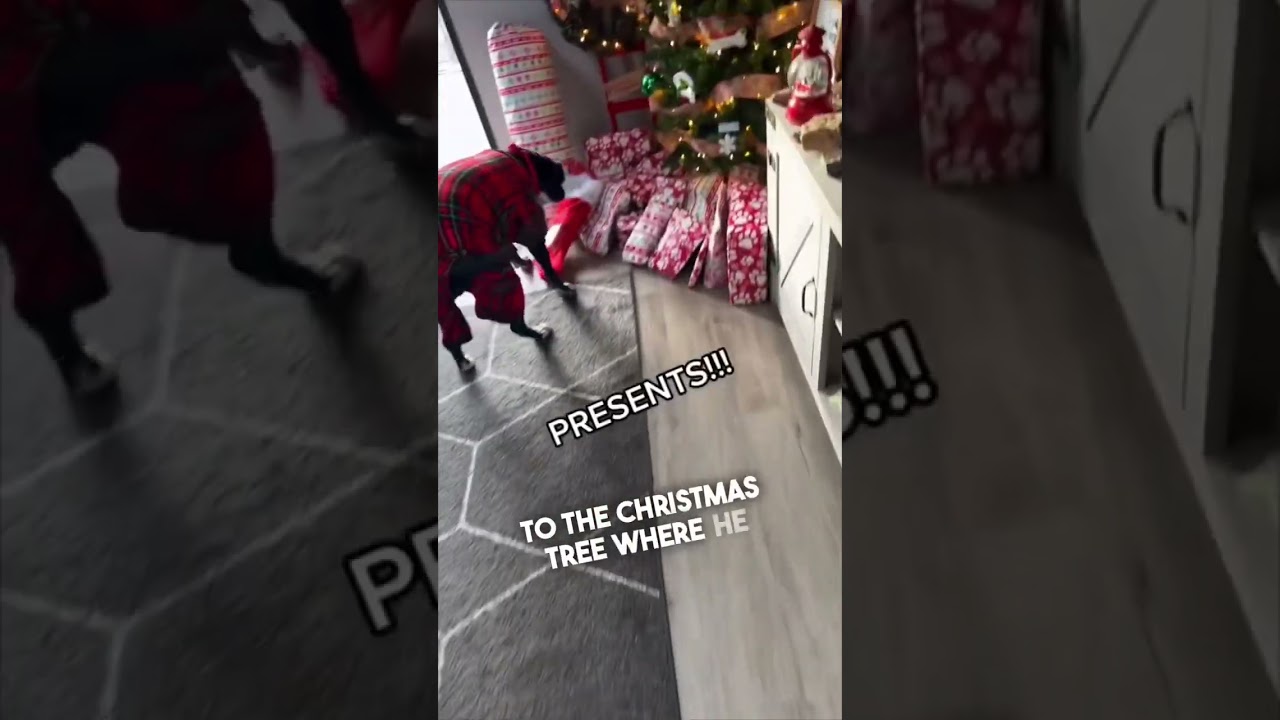 A dog that opens gifts on Christmas 😂
