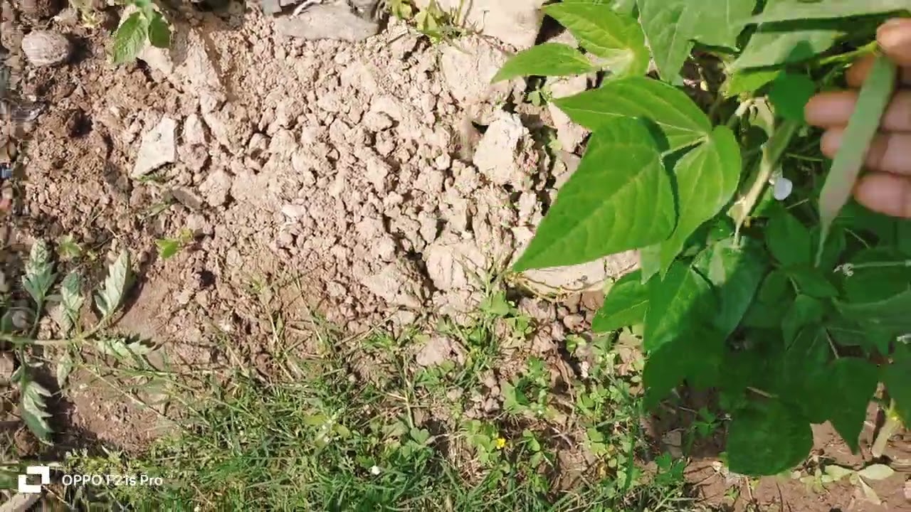 मार्च महीने में घर में बने गार्डन की सैर 🏡☘️