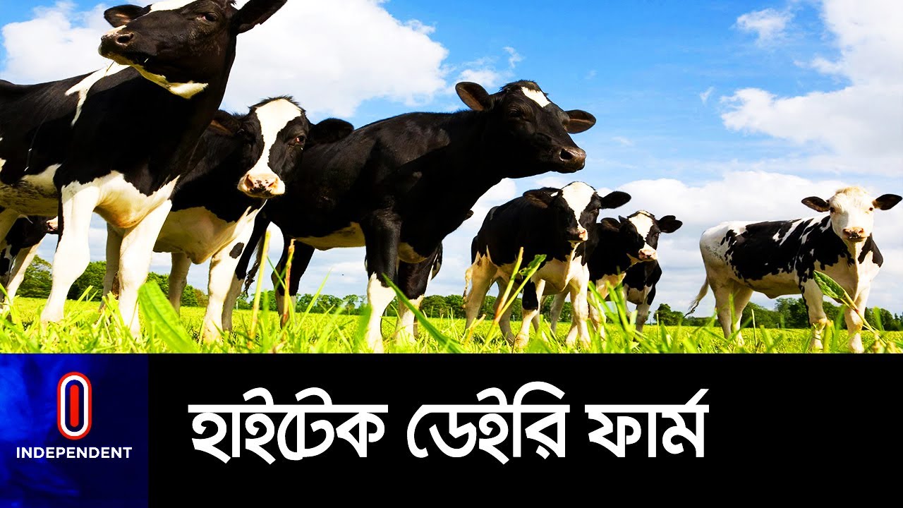 দেশের ১ম স্বয়ংক্রিয় দুগ্ধ খামার রংপুরে... || [Hi Tech Dairy Farm]