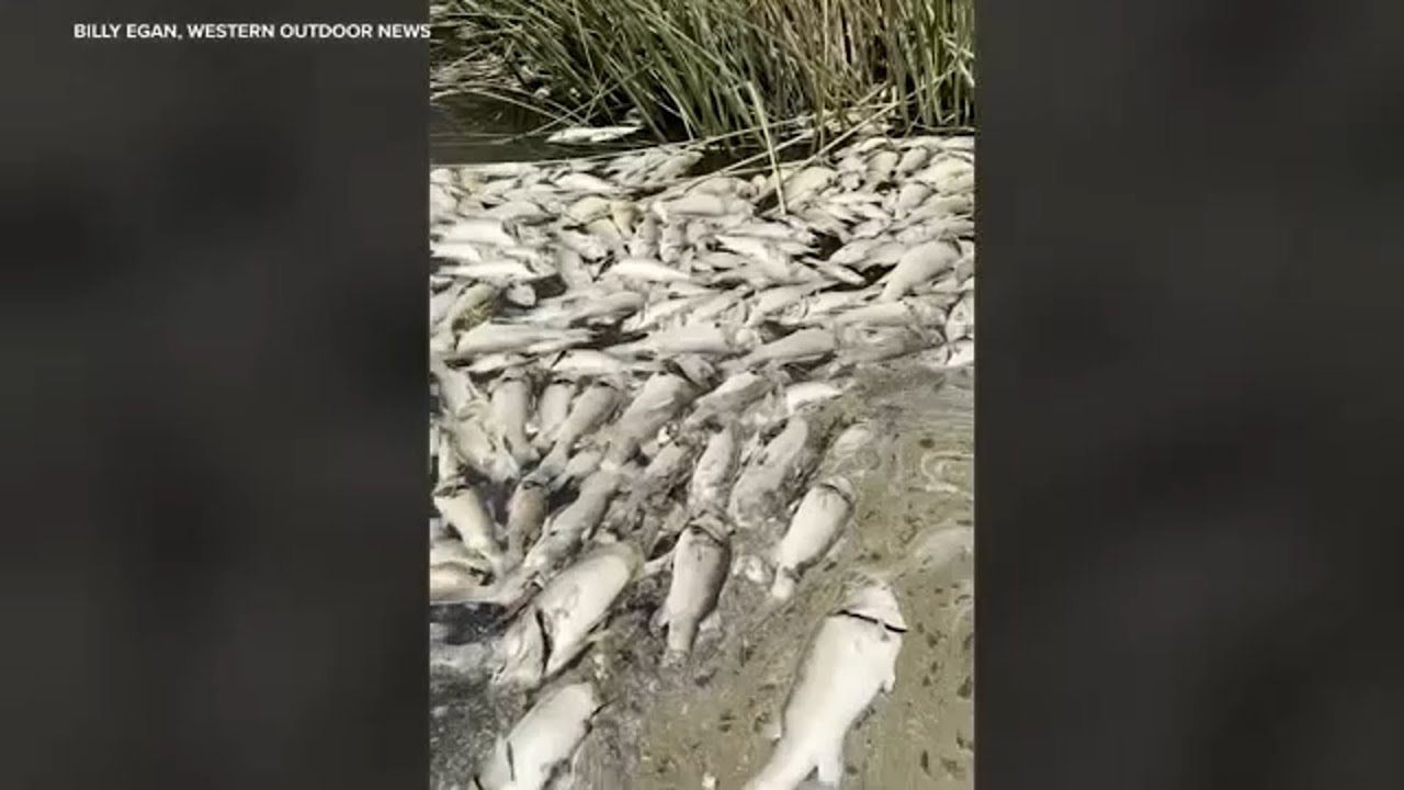 Hundreds of fish die in lake and float to the surface in Orange County
