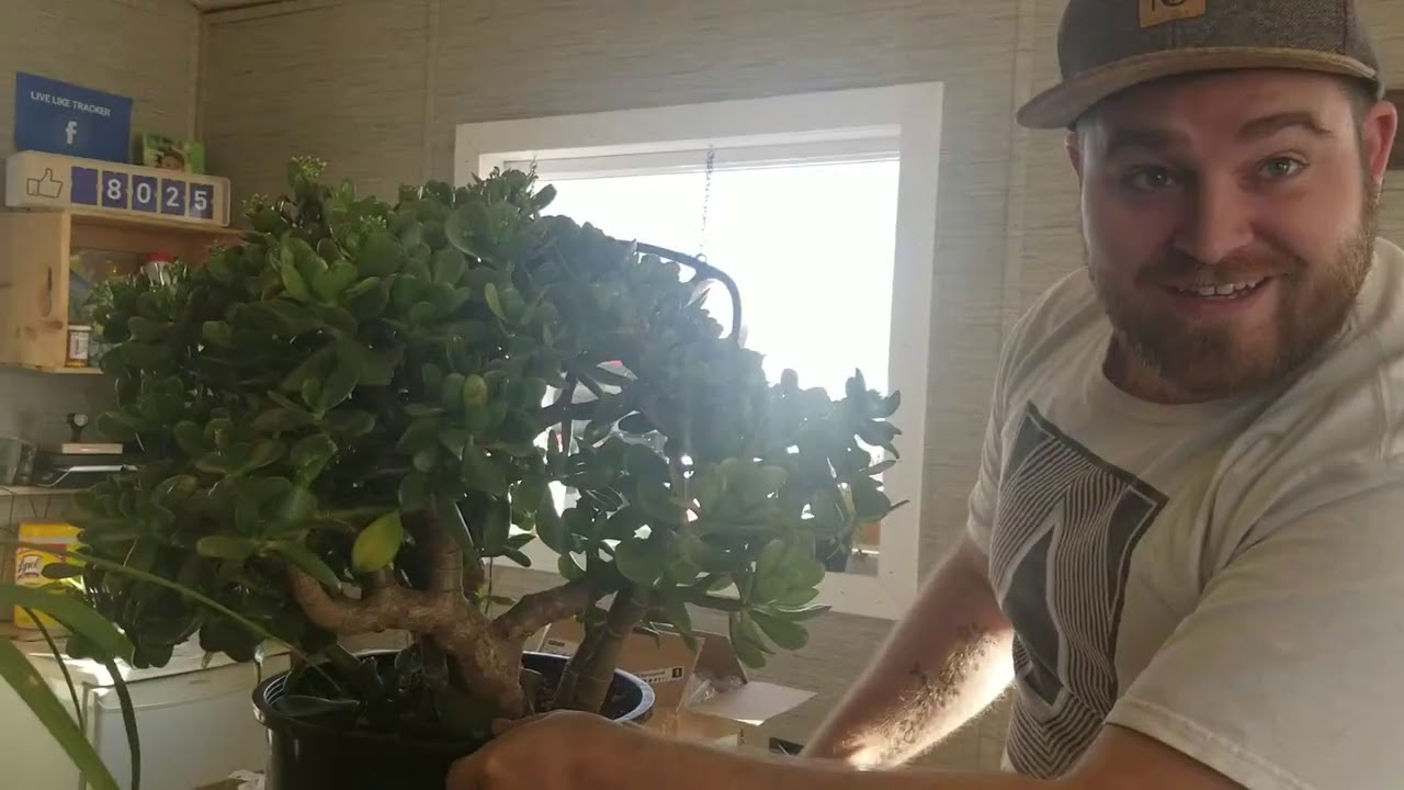 How to Prune a Jade Succulent into a tree!