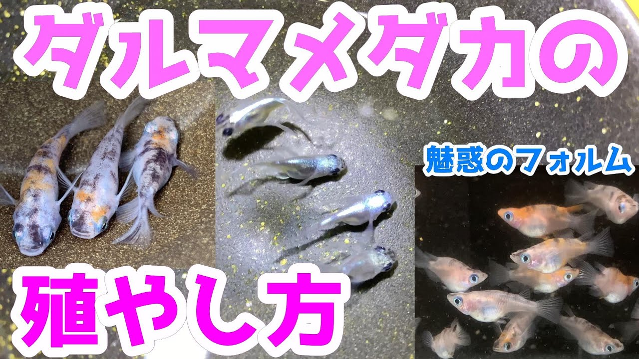 ダルマメダカの作り方（繁殖）～魅惑のフォルムで愛らしい達磨の殖やし方～【媛めだか】