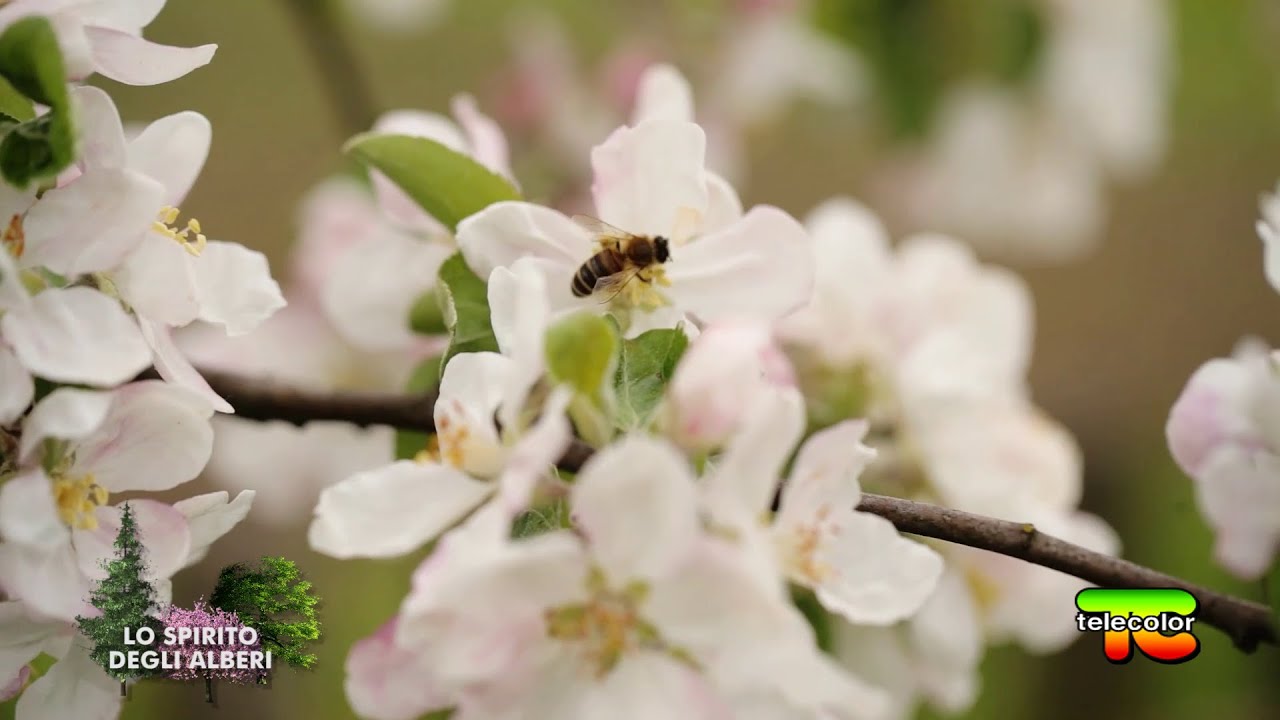 Lo spirito degli alberi: le erbe amiche delle api 17.04.2023