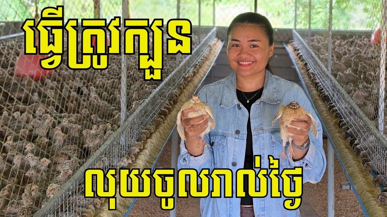 ចិញ្ចឹមត្រូវក្បួន ចំណេញណាស់ ក្រួចជាង១០០០០ក្បាល លក់ចេញ ៤០០ក្បាល/ថ្ងៃ ត្រៀមពង្រីកឲ្យបាន២០០០០ក្បាល