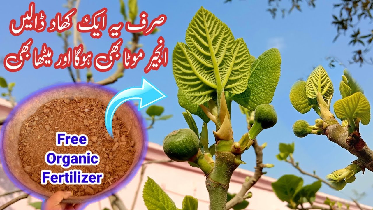 Anjeer ko phal se bhar dene Wali Khaad | is Khaad se phal mota bhi hoga or meetha bhi | Fig / anjeer