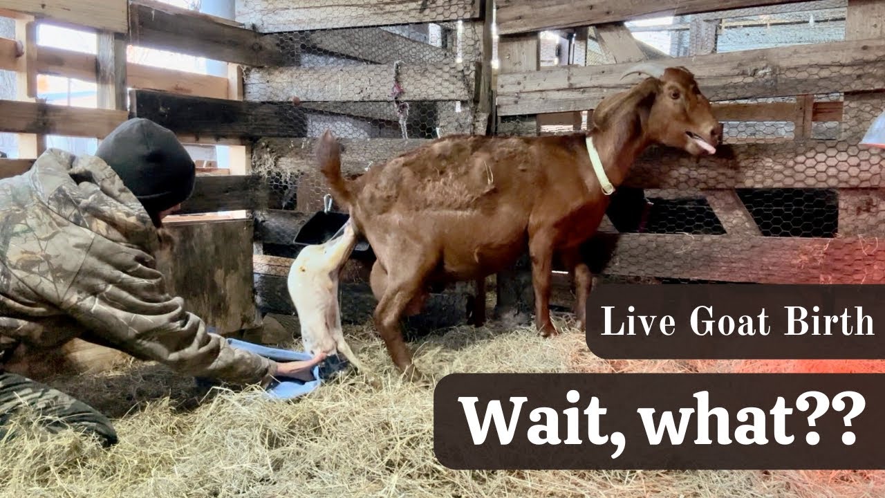 Это ненормально... (рождение ЖИВОГО козленка)