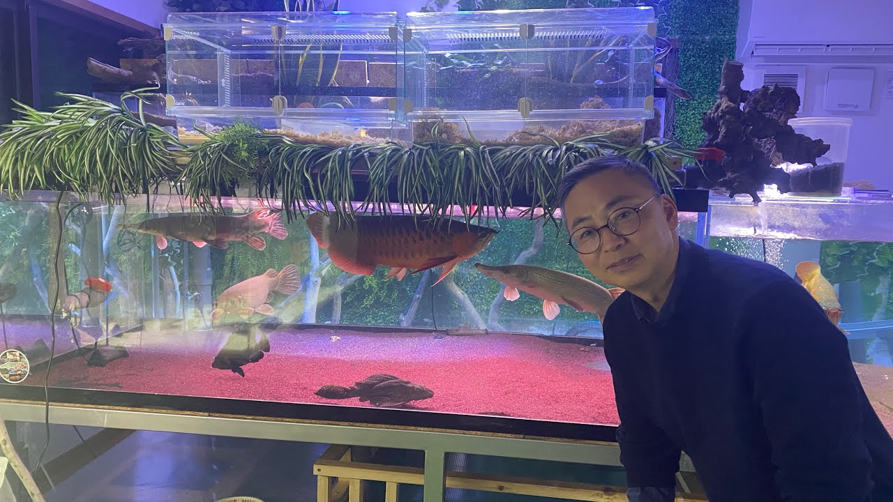 マニア訪問！夢の新築、水槽部屋！！アロワナ、エイが舞う！設備にも注目！