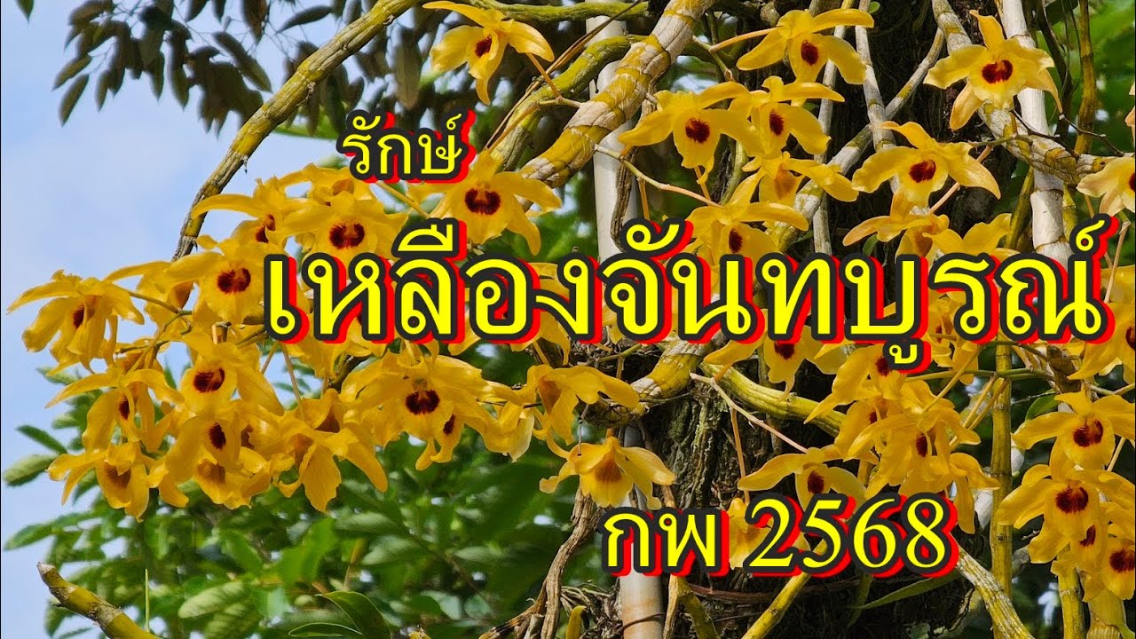รักษ์เหลืองจันท์ วันดอกไม้บาน 8-16 กพ.2568 จันทบุรี โดย อนันต์ เข็มทอง#anankemthong