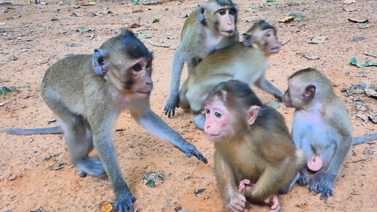 Abandoned monkey Baila feels scared while monkey Sokha brings the Little monkeys amber visit her🐒💕