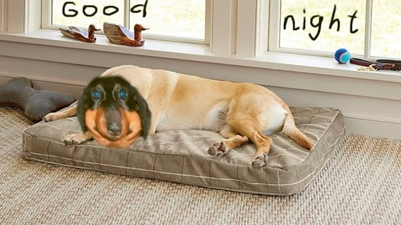 Dawg разговорный poe perfect for sleep