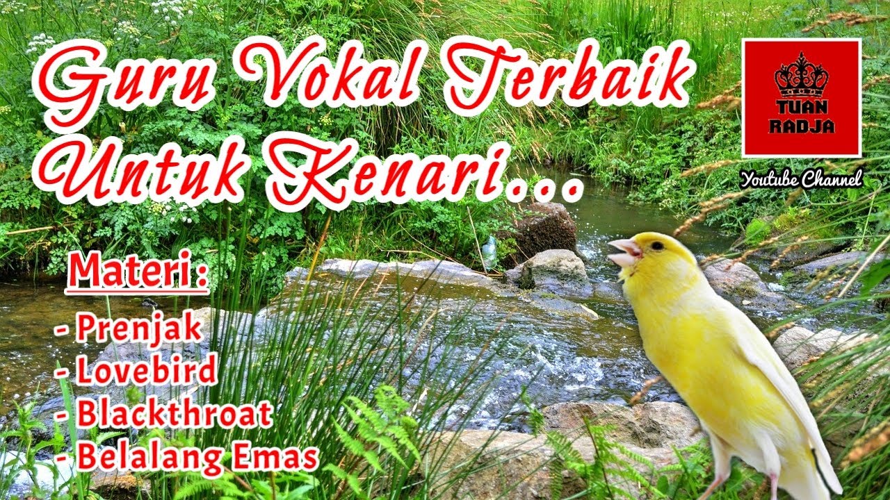 Guru vokal terbaik untuk kenari dengan isian paling dicari, kenari manapun langsung merespon