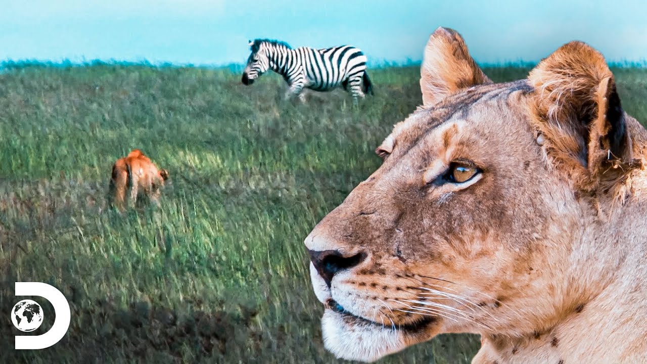 Depredadores por naturaleza en &Aacute;frica: el le&oacute;n | Supervivencia Salvaje | Discovery Latinoam&eacute;rica