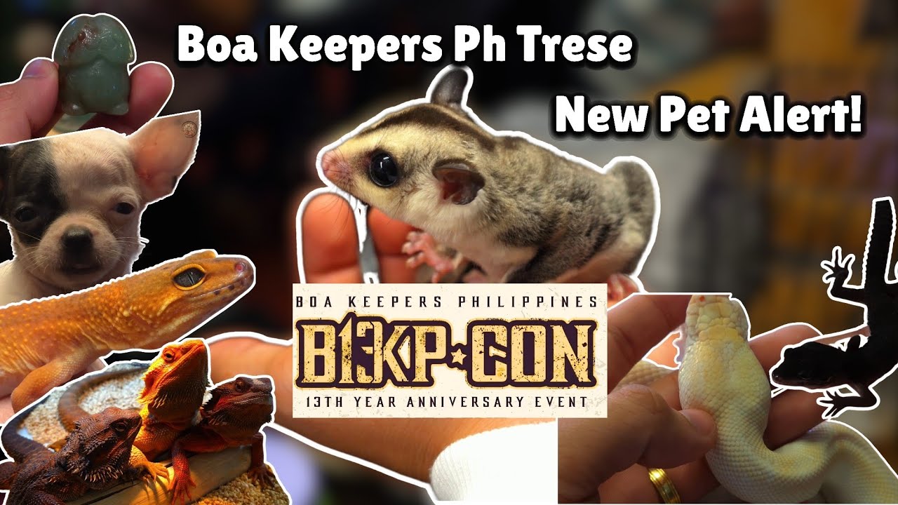 Boa keepers Ph 13 anniversary event !🔥 + New Pet Alert🫣🫣