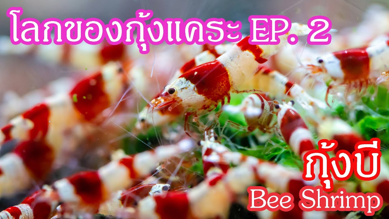 โลกของกุ้งแคระ EP.2 Bee Shrimp กุ้งบี