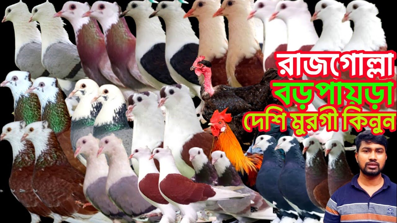 বাদশা ভাইয়ের খামার থেকে কোয়ালিটি সম্পন্ন রাজগোল্লা বড়পায়ড়া এবং দেশি মুরগী কিনুন কমদামে