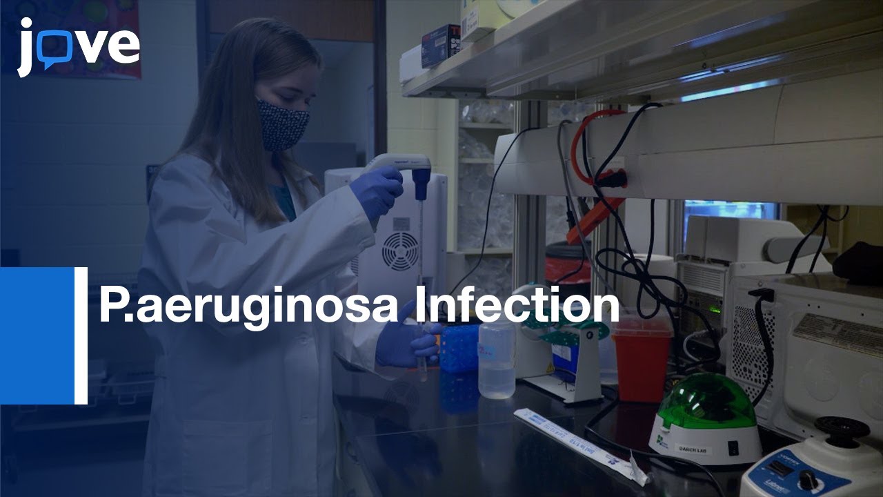 P.aeruginosa Infection Model Real time Assessment | Protocol Preview