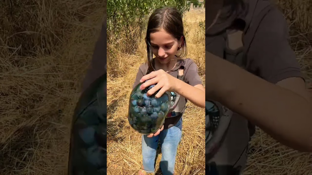 Village Girl Picking Wild Plums #village #plum harvest #wildplums #countryside #fruitpicking