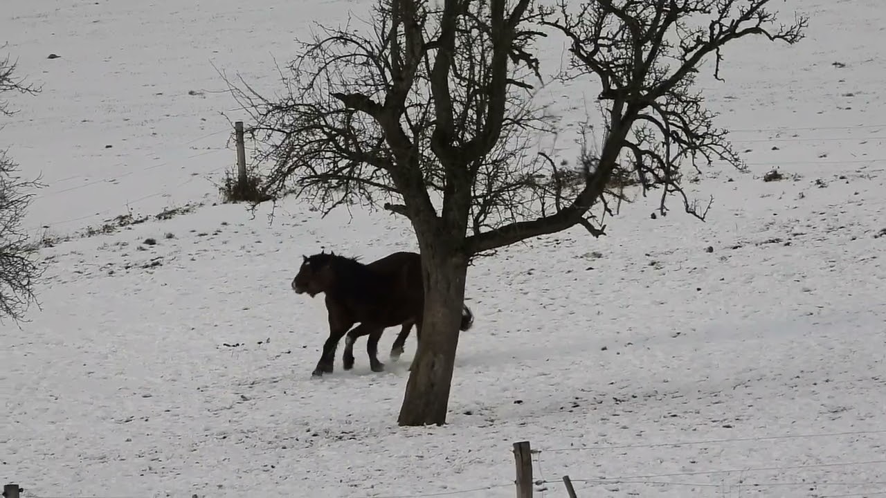 Horses