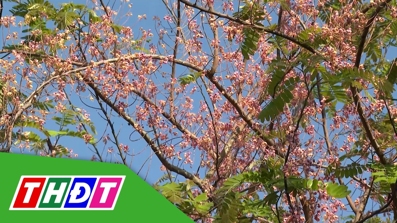 Mùa hoa ô môi - Ký ức khó phai của nhiều thế hệ | THDT