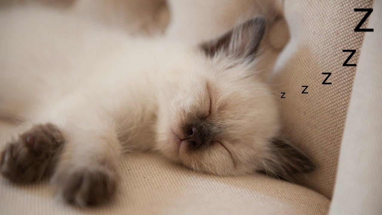 Sleeping Peacefully Cats & Kitties