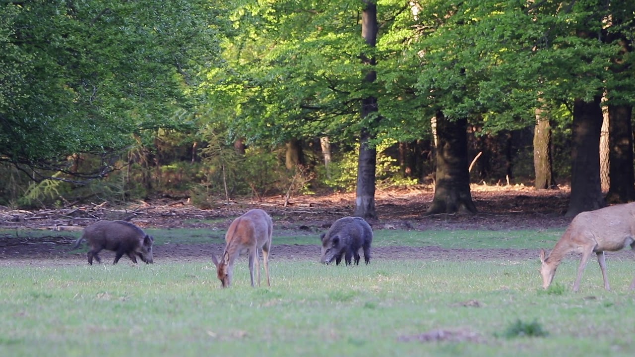 Hoog Buurlo - wildkijkscherm