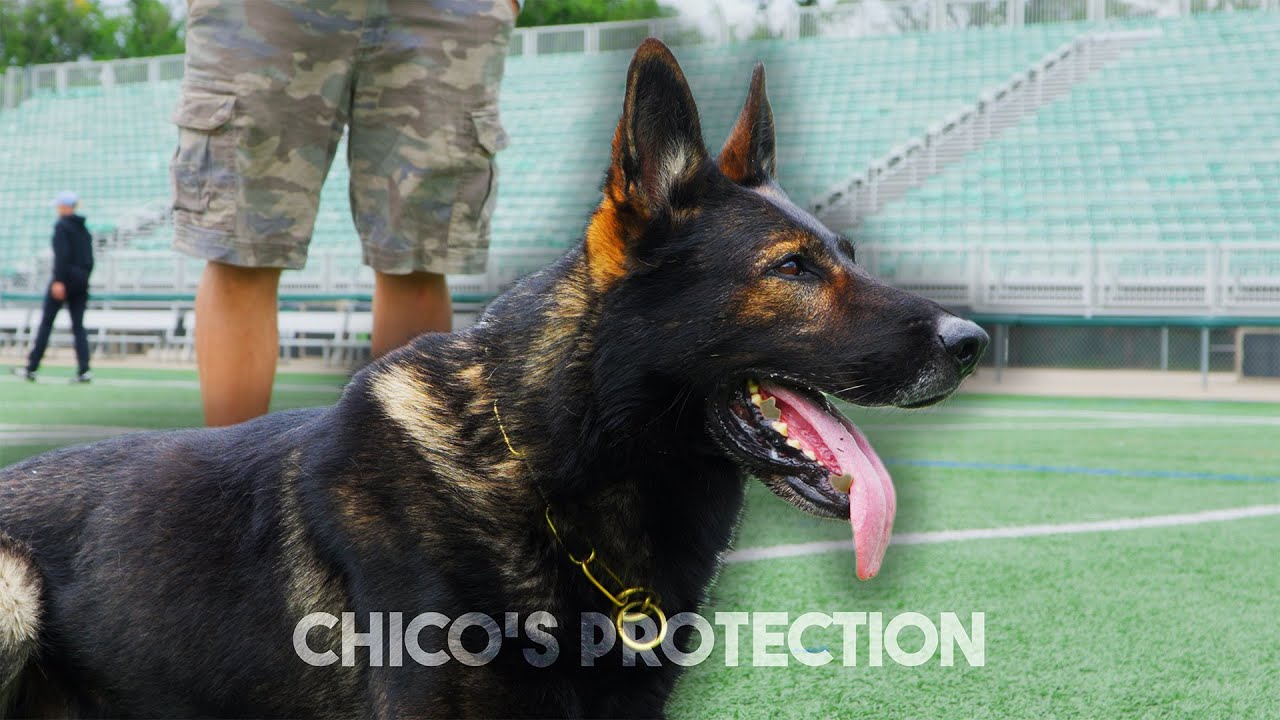 Haz & Chiko vom Marchberger Protection at Canadian Nationals 97 points