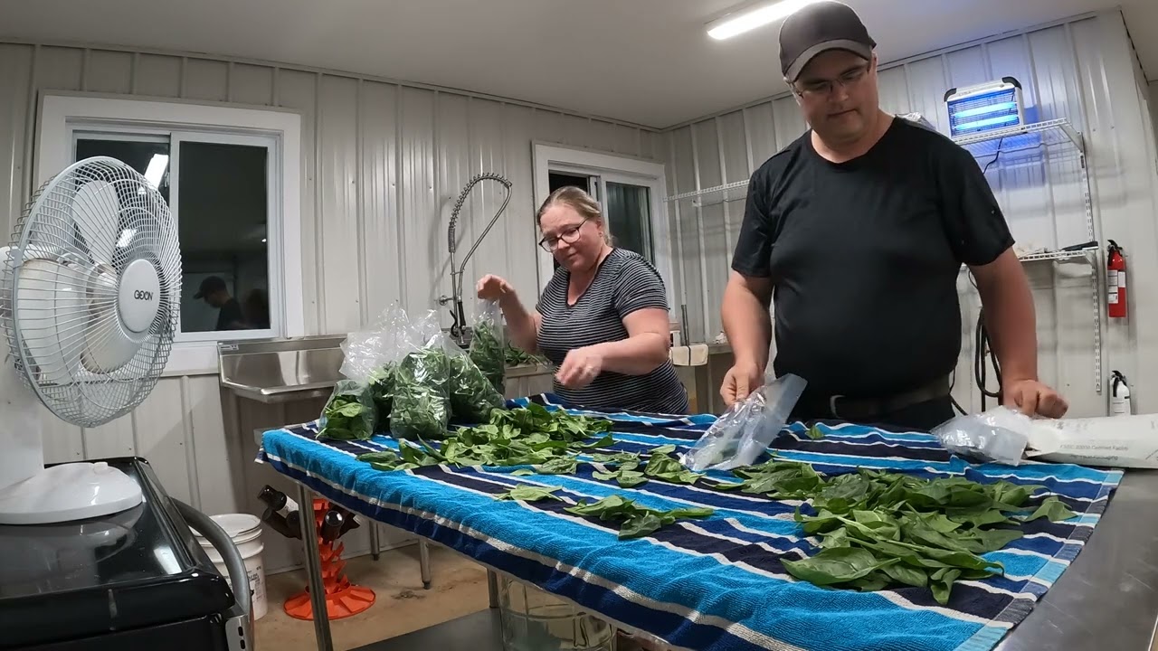 Farmers market prep - Bagging spinach