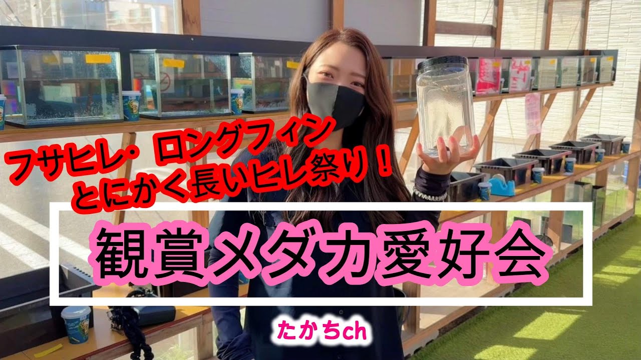 至高のメダカ血統＆極美個体が集結！観賞メダカ愛好会2025秋！