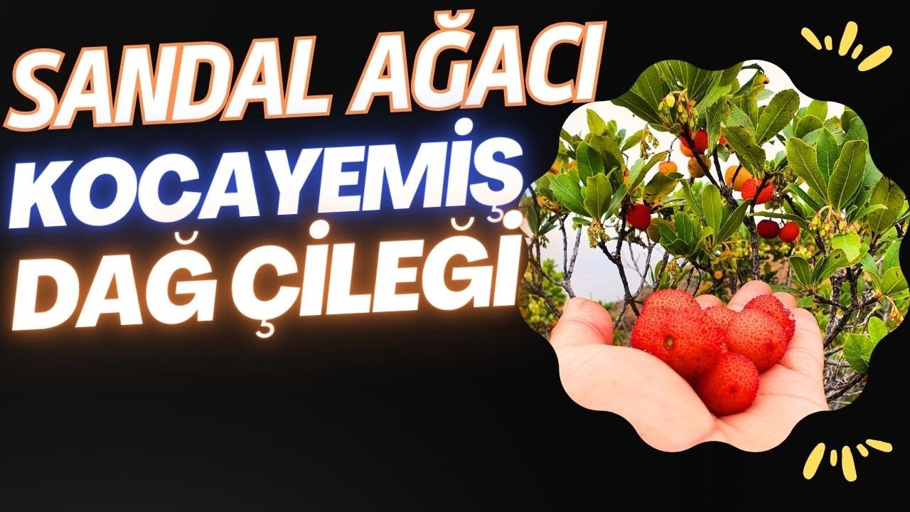 Doğal Sandal Ağacı Meyvesi: Dağ Çileği Kocayemiş Nasıl Toplanır?