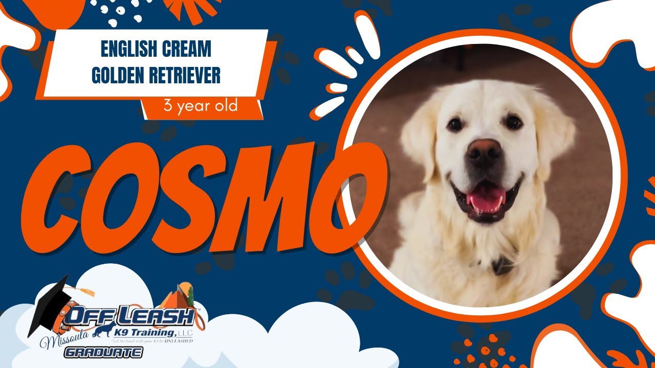 Cosmo 1.5 yr old English Cream Golden Retriever | Best Missoula Dog Trainers | Off Leash K9 Missoula