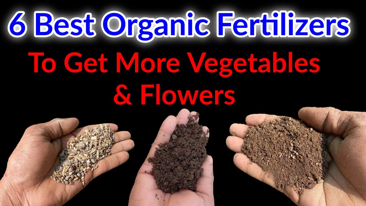 6 Organic Fertilizers For plants to get more Vegetables and flowers / organic Fertilizers