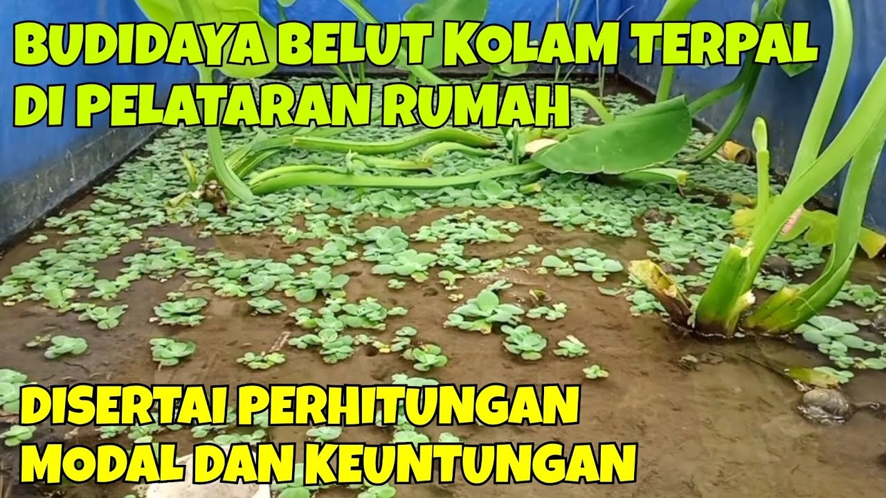 BUDIDAYA BELUT KOLAM TERPAL DI PELATARAN RUMAH, BIKIN UNTUNG! DISERTAI PERHITUNGAN MODAL &KEUNTUNGAN