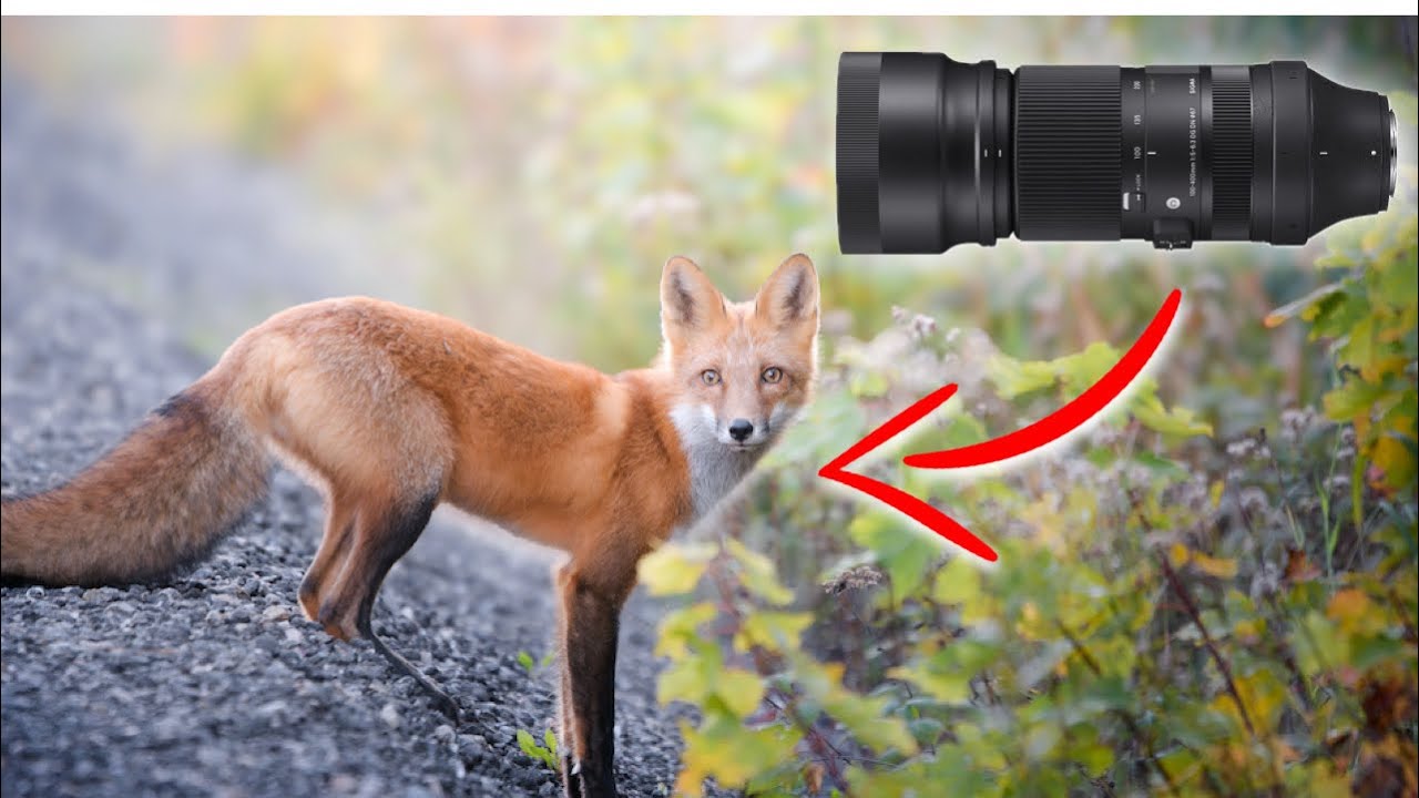 The best budget wildlife photography lens