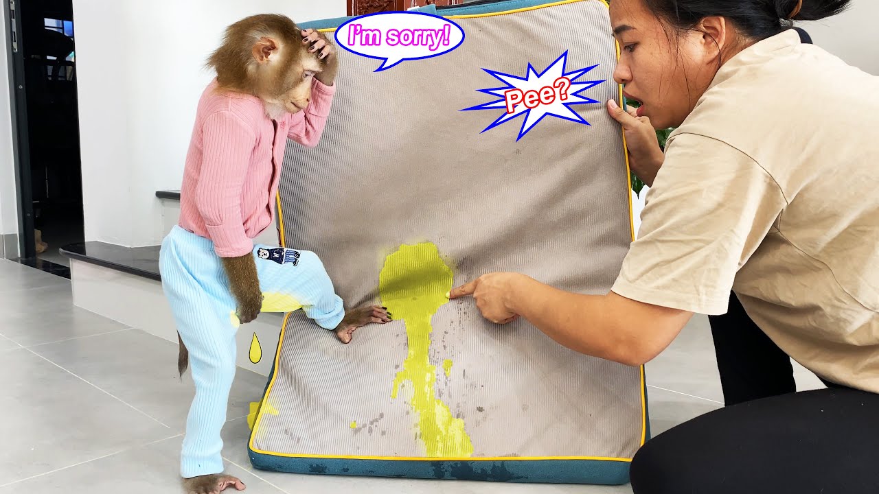 Monkey Lyly accidentally peed on the mattress and her reaction when her mother found out...