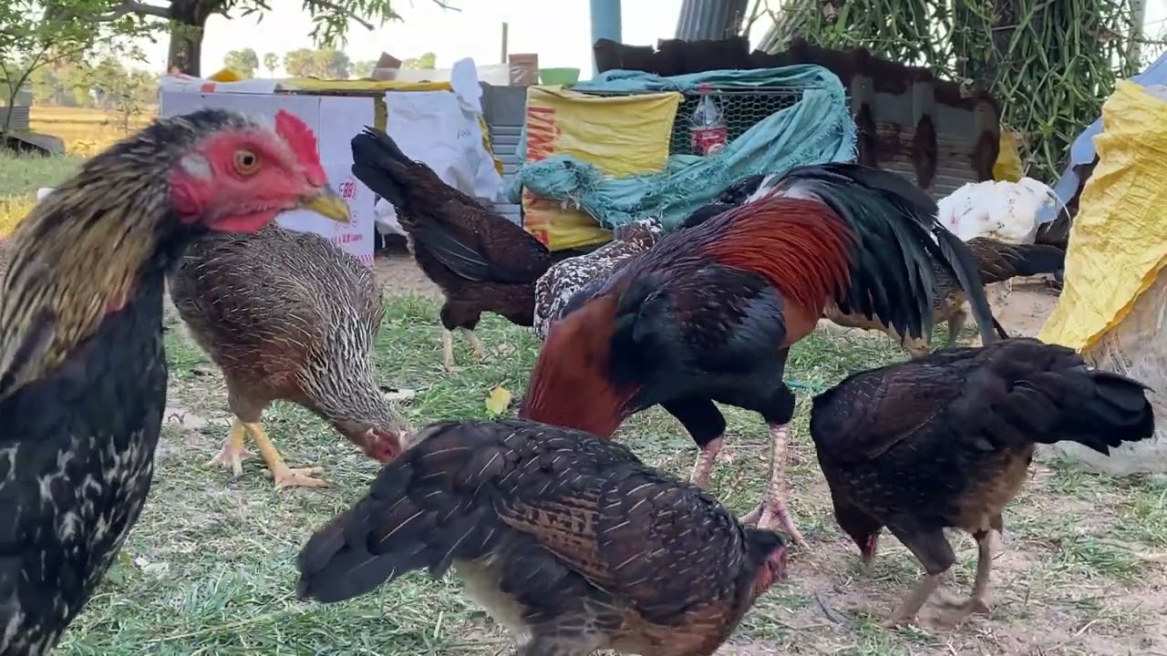 គ្រួសារមាន់ / អោយចំនីមាន់ 🐓🐓