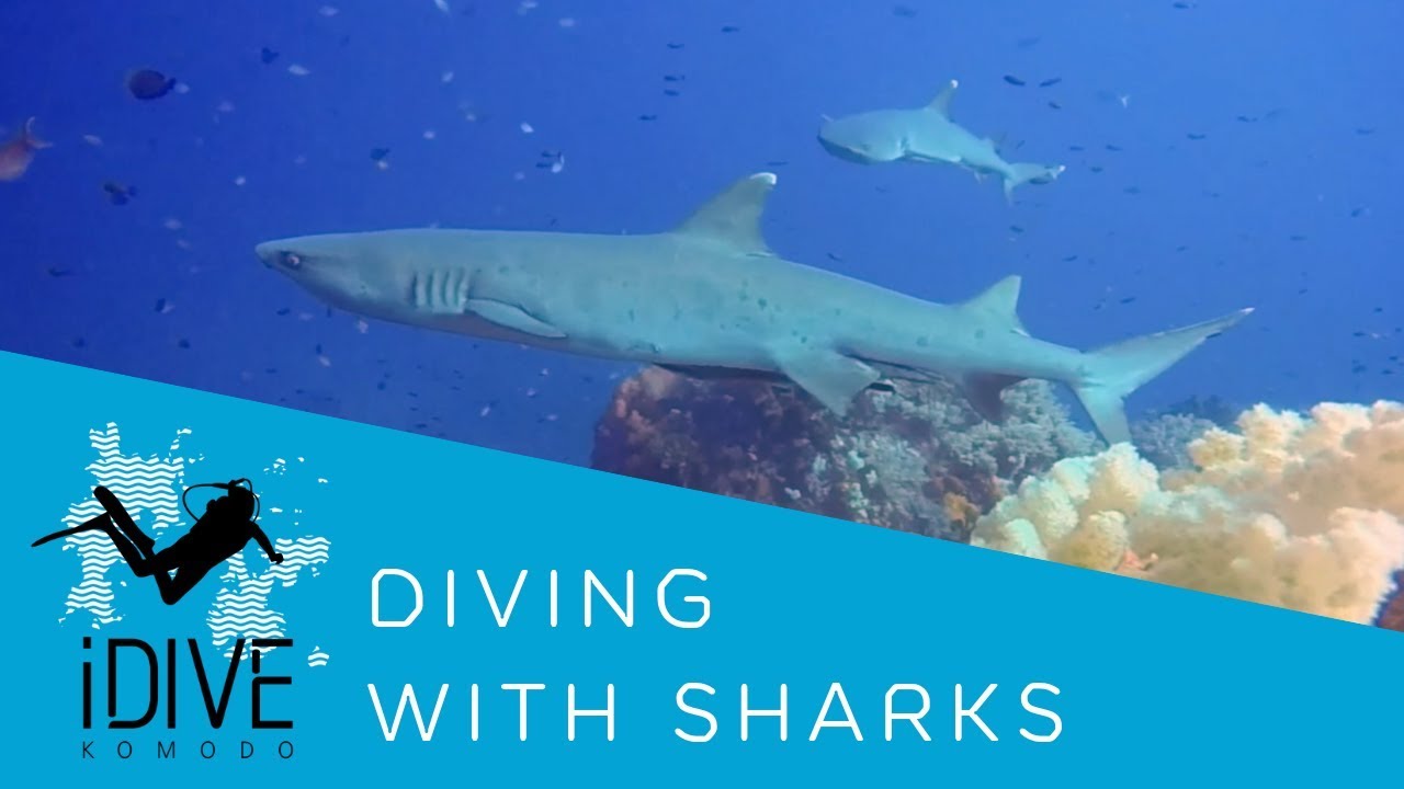 Scuba Diving with Sharks in Komodo National Park Indonesia