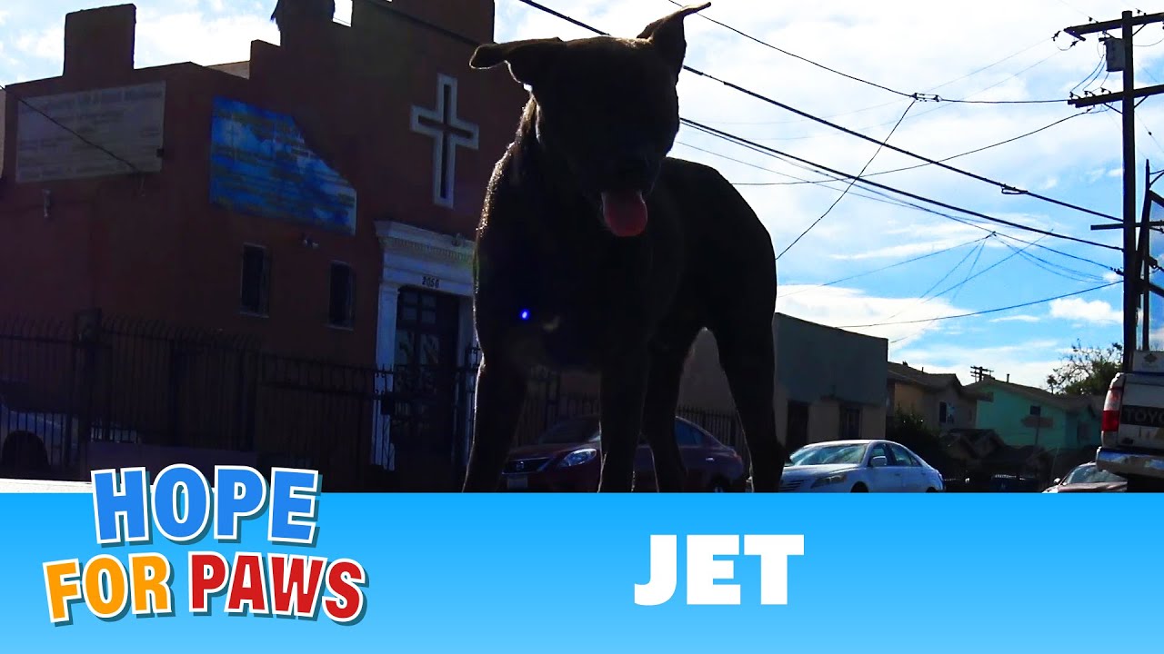 Homeless dog eating from a pile of trash finally gets rescued by Hope For Paws. #rescue