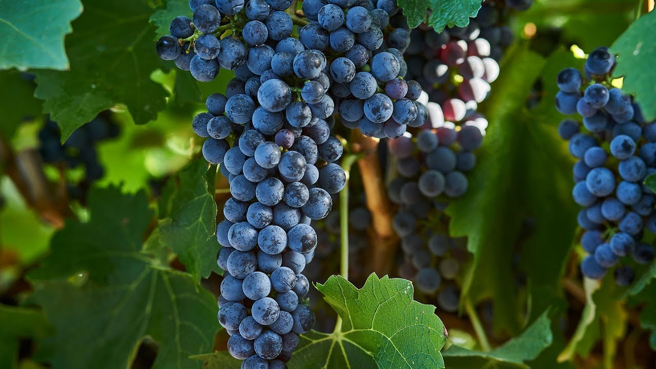 Australian Cabernet Sauvignon in Margaret River - Power and elegance
