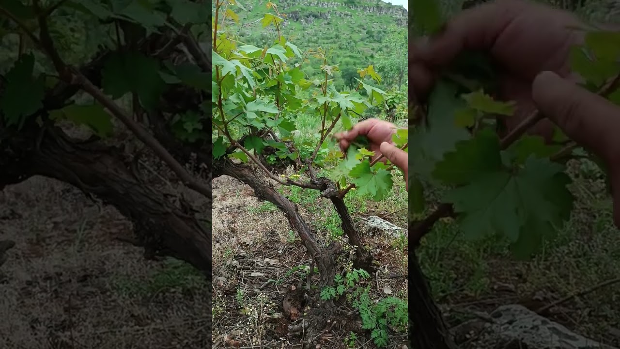 asmada yan s&uuml;rg&uuml;nlerin alınması ve &ouml;nemi (yeşil budama)