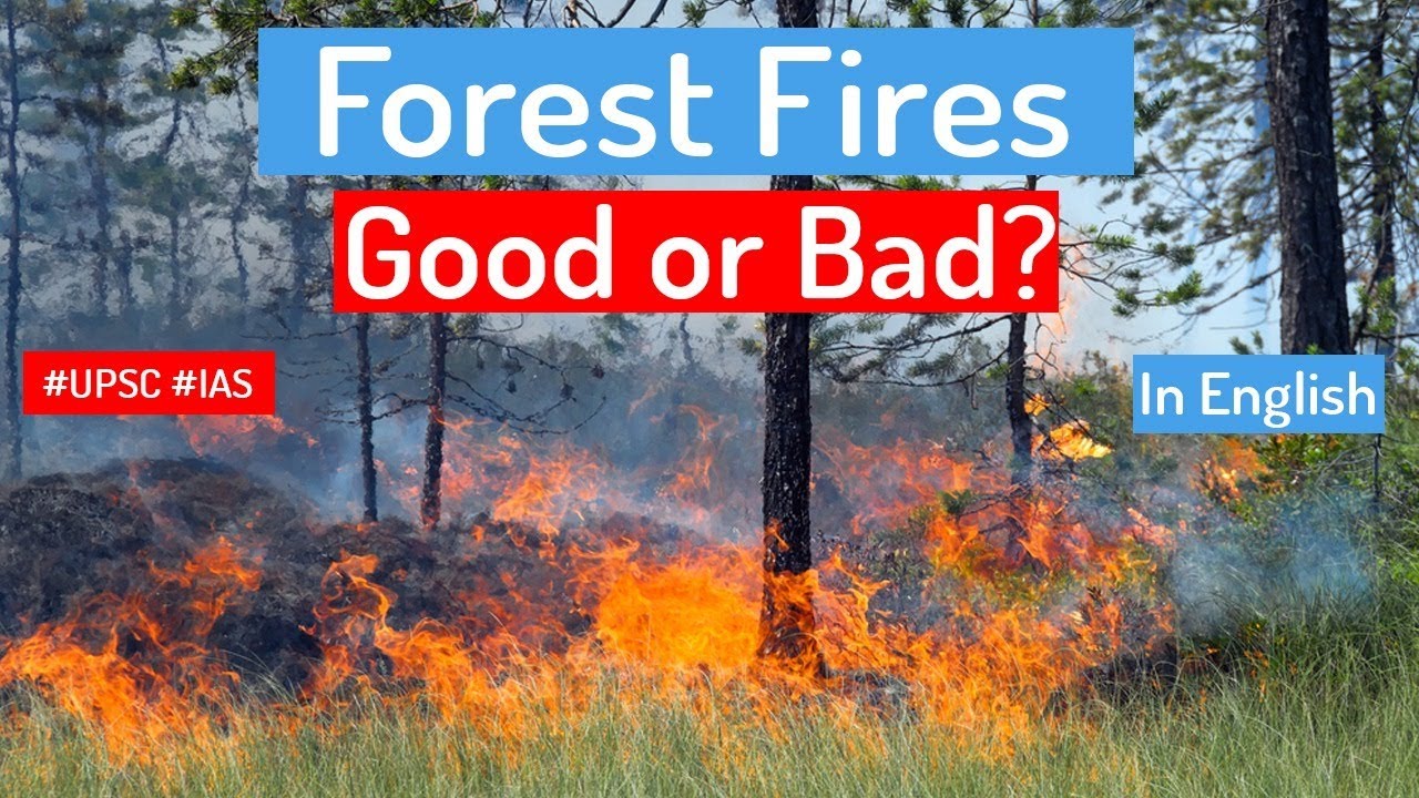 Are Forest Fires GOOD or BAD? What are the effects of wildfires on ECOSYSTEM? Current Affairs 2019