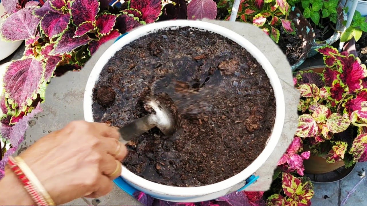 गोबर खाद का लिक्विड फटलाईजर बनाऐ और इन पौधो मे डाले Liquid fertilizer of cow manure n application