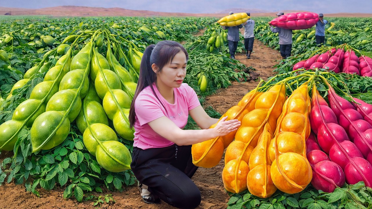 Harvesting Tons of Fresh Soybeans – Field Full & Market Sold Out So Fast | Simple Rural Girl Life
